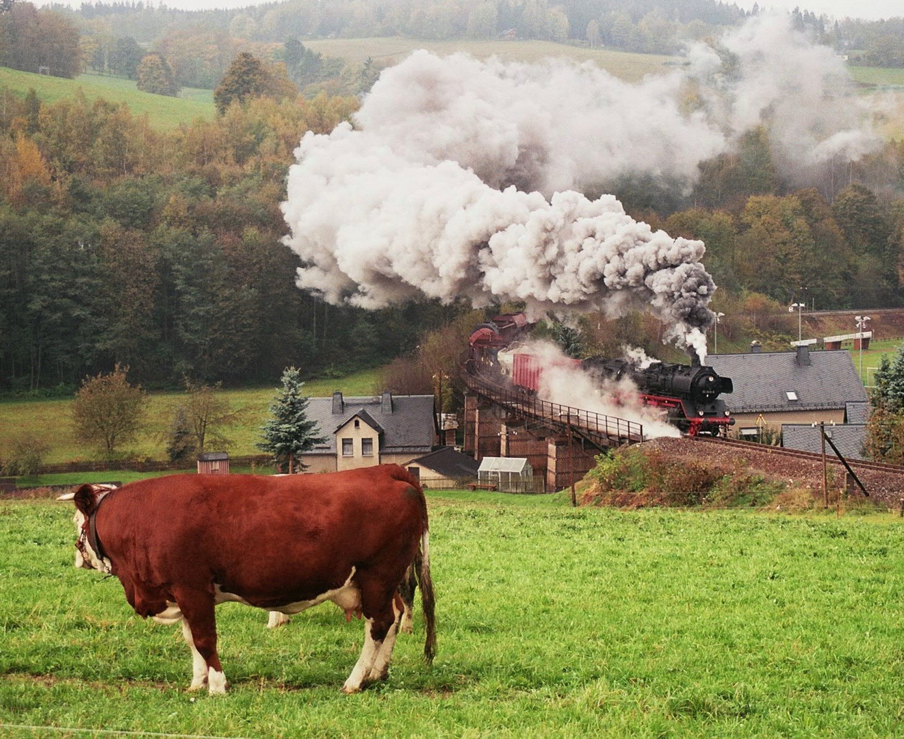 Die Kuh von Markersbach