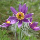 Die Kuhschelle (Pulsatilla vulgaris)