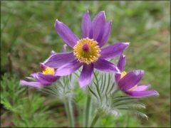 Die Kuhschelle (Pulsatilla vulgaris)