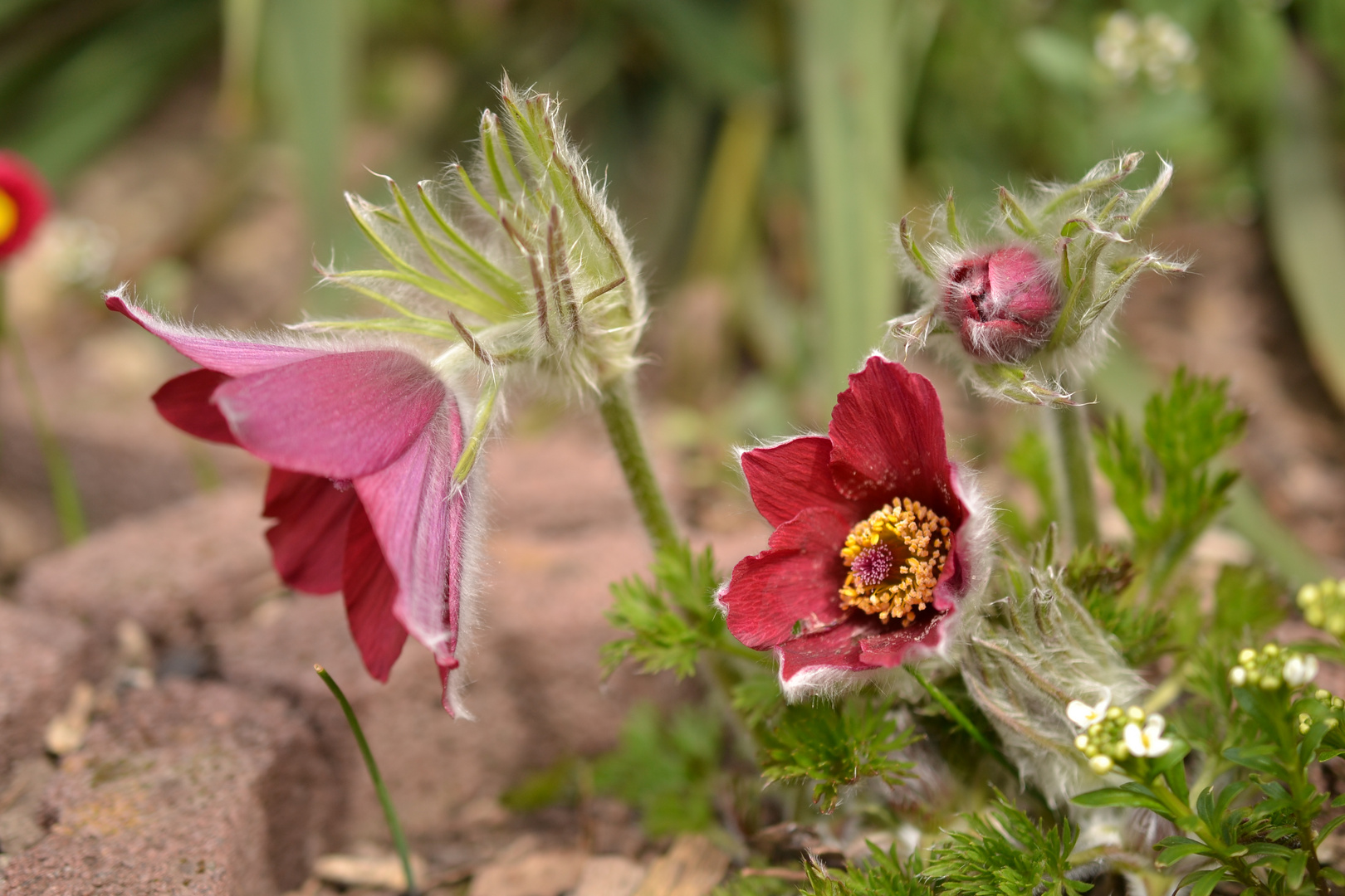 Die Kuhschelle ( Pulsatilla Vulgaris)