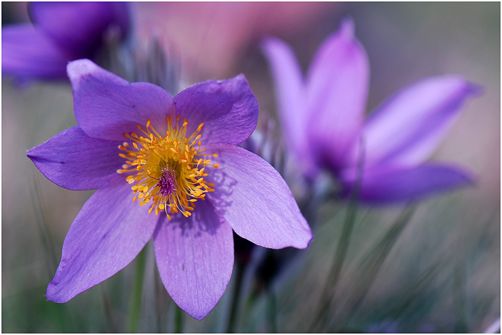 Die Kuhschellen oder Küchenschellen (Pulsatilla) ...