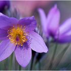 Die Kuhschellen oder Küchenschellen (Pulsatilla) ...