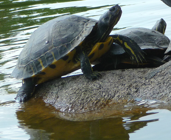 Die Kumpelschildkröte