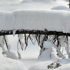 Die Kunst, Brücken zu bauen ...   -  Quand la nature fait des ponts!