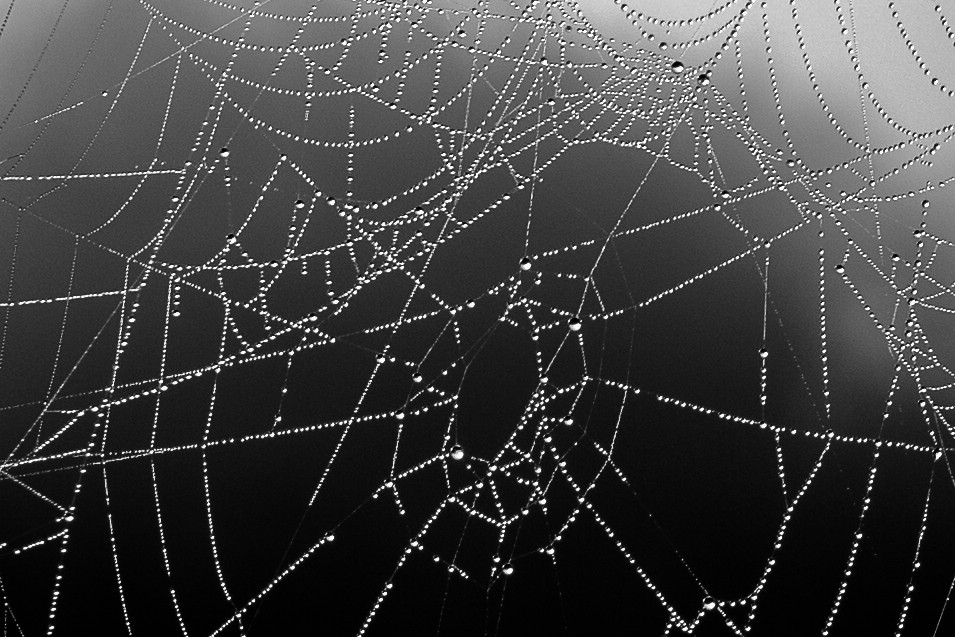 Die Kunst der Spinne im Morgenlicht