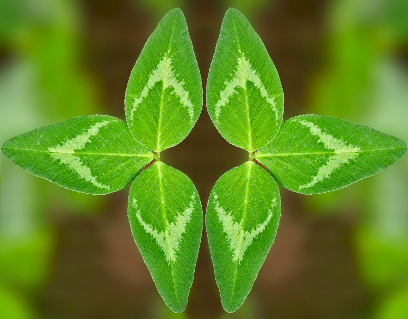 Die Kunst der Symmetrie in der Natur. - L'art de la symétrie dans la nature.