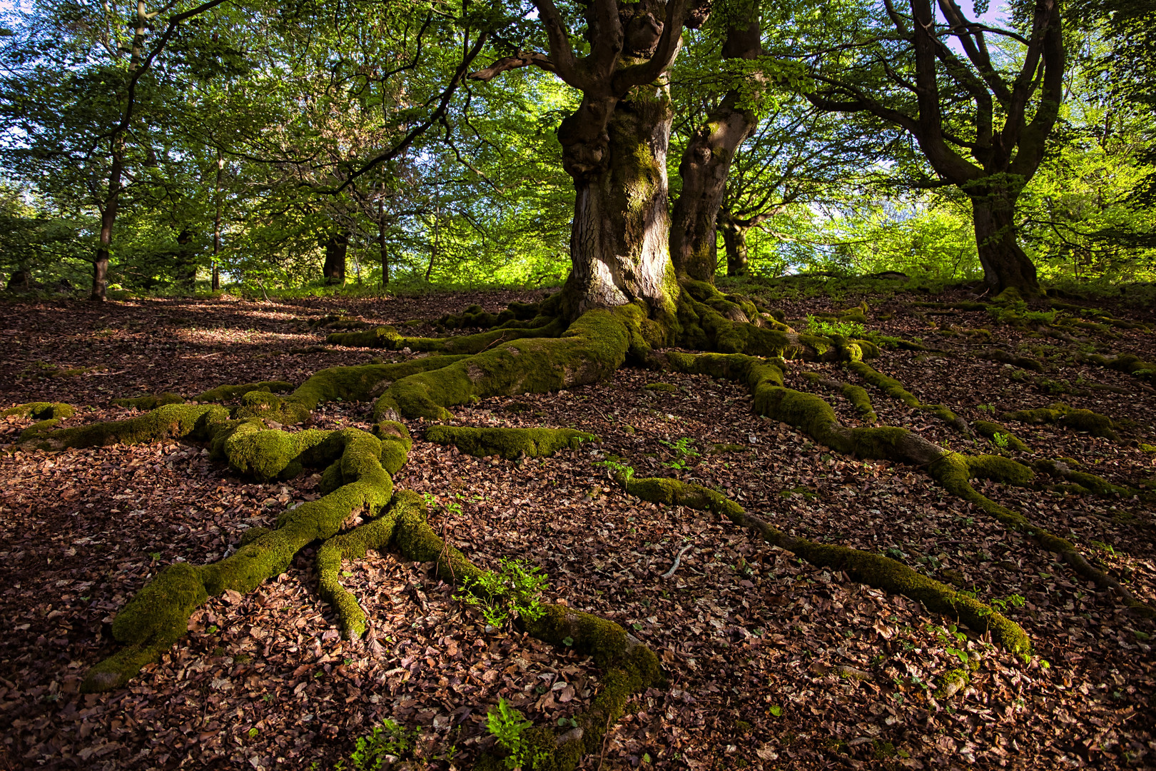 Die Kunst des Überlebens.    Hutewald Halloh bei Albertshausen..