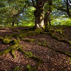 Die Kunst des Überlebens.    Hutewald Halloh bei Albertshausen..