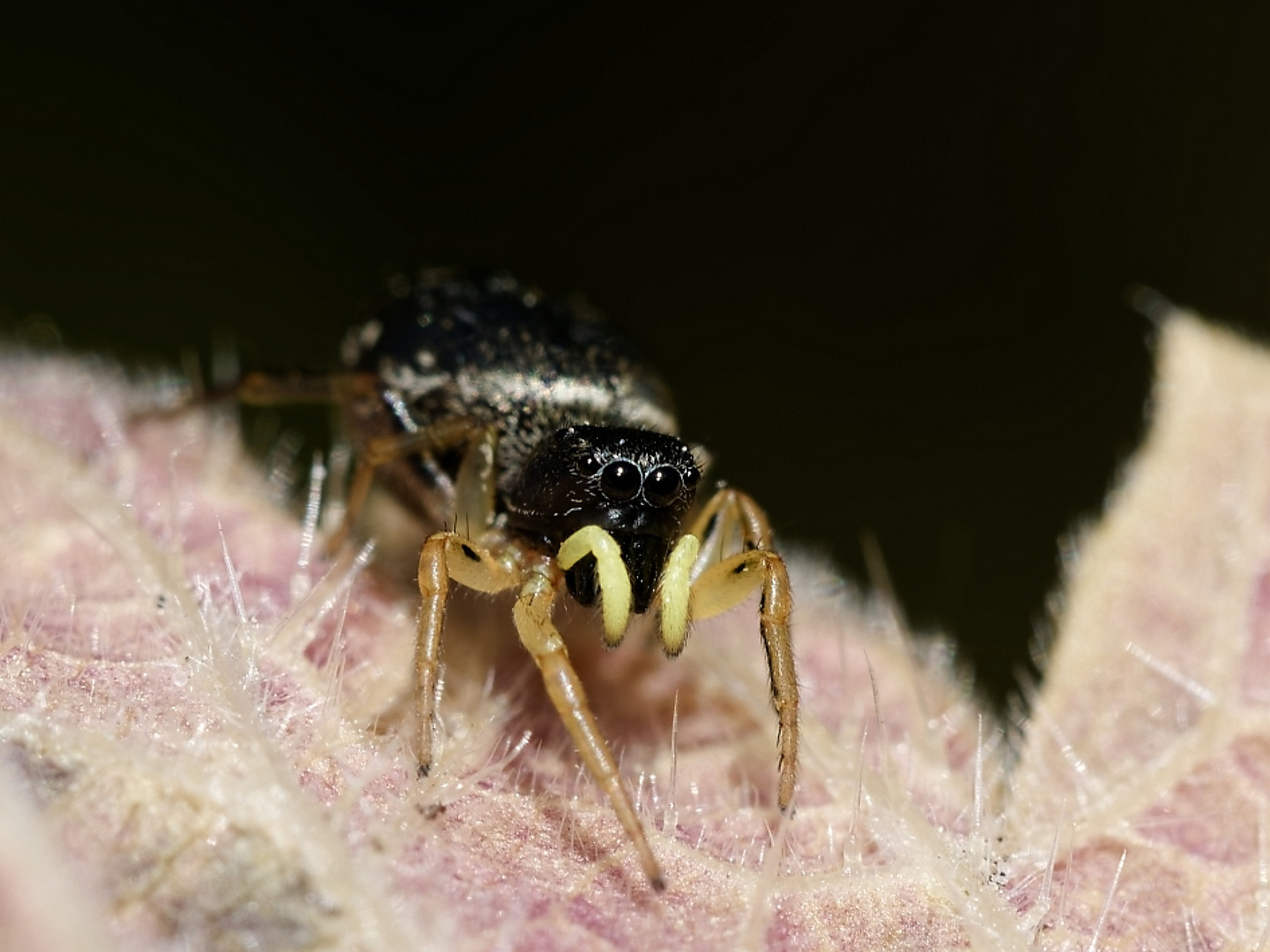 Die "Kupfrige Sonnenspringspinne" 