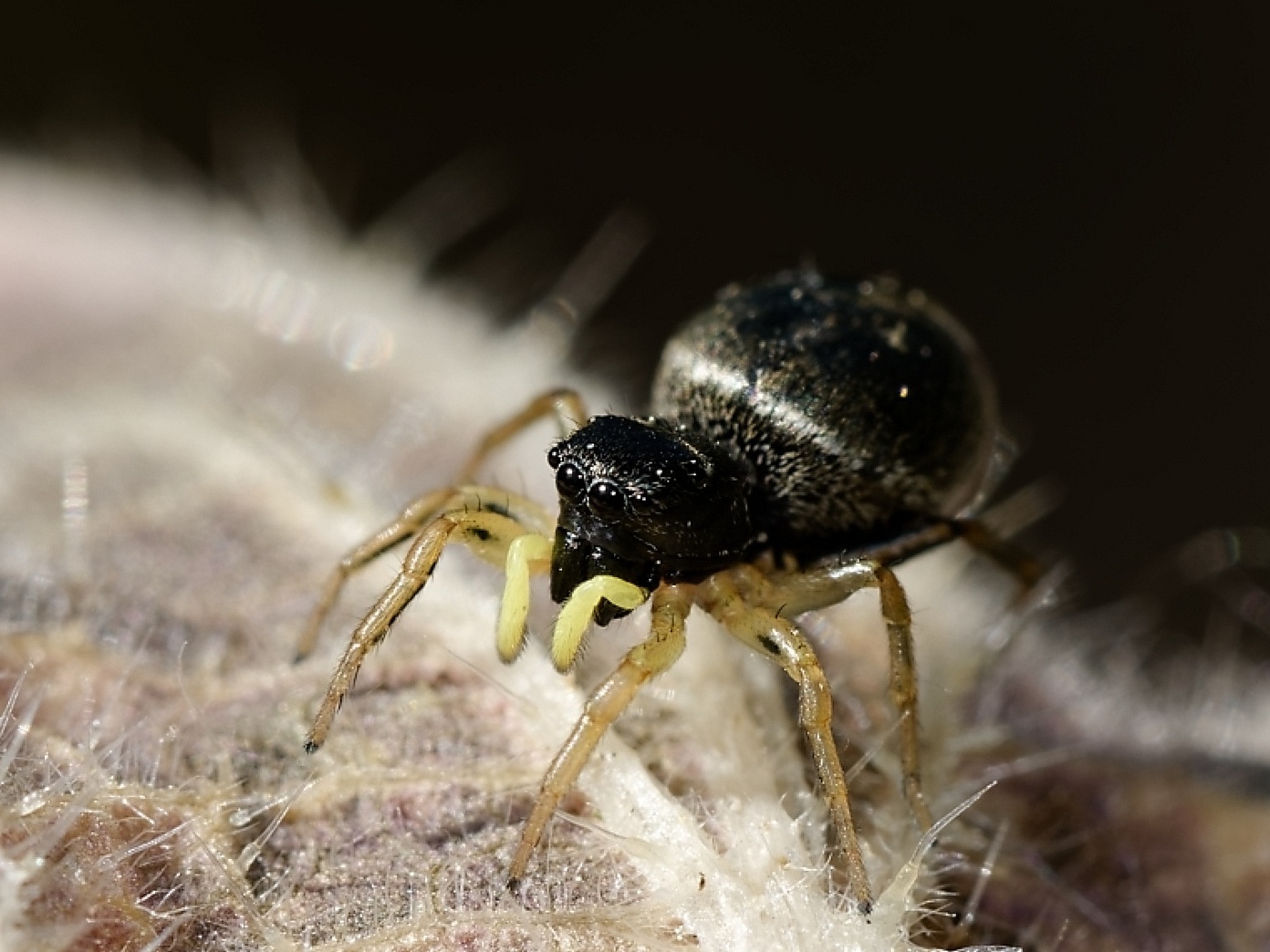 Die "Kupfrige Sonnenspringspinne" 