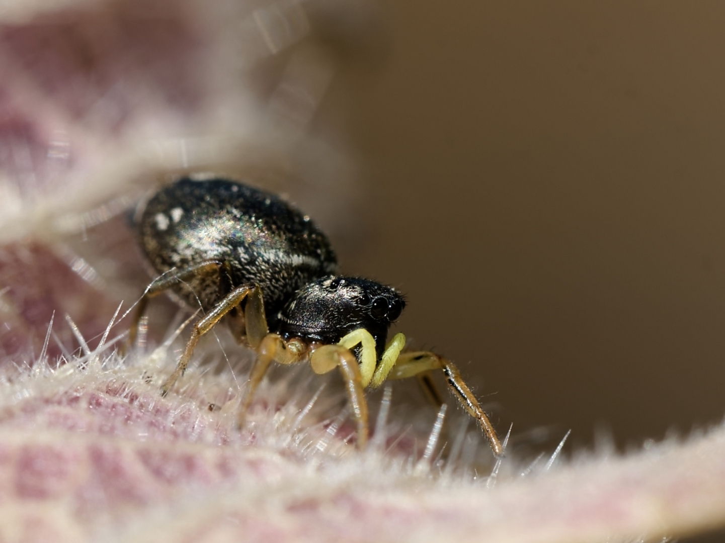 Die "Kupfrige Sonnenspringspinne" 