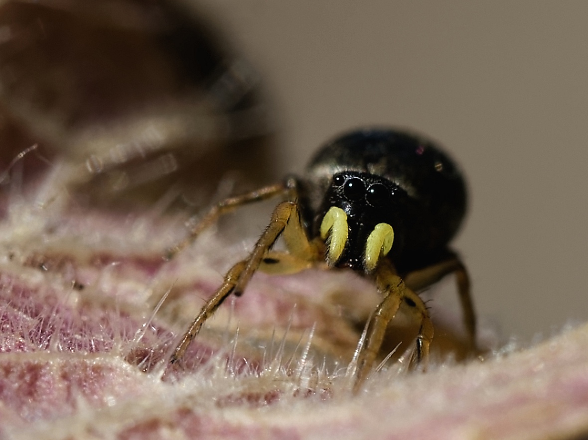 Die "Kupfrige Sonnenspringspinne" 