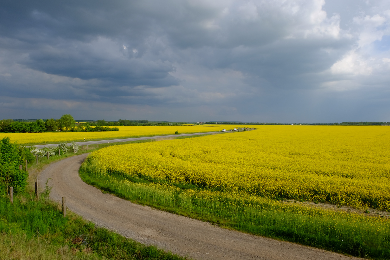 Die Kurve im Rapsfeld