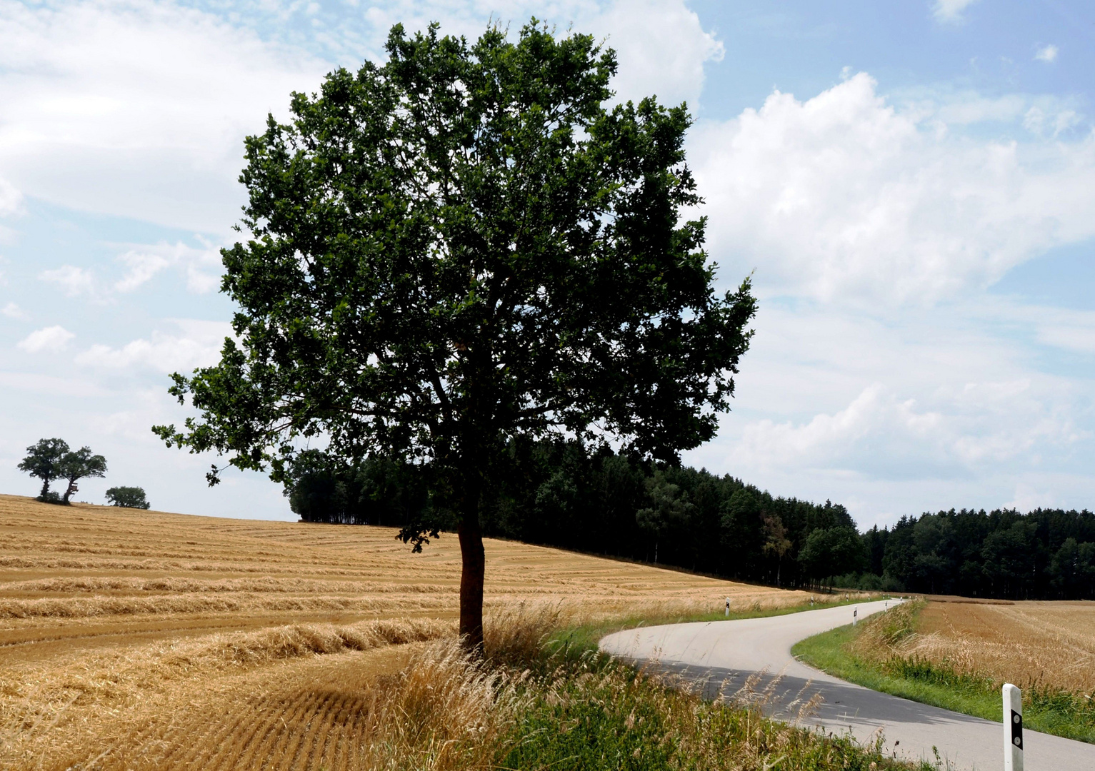 Die Kurve und der Baum