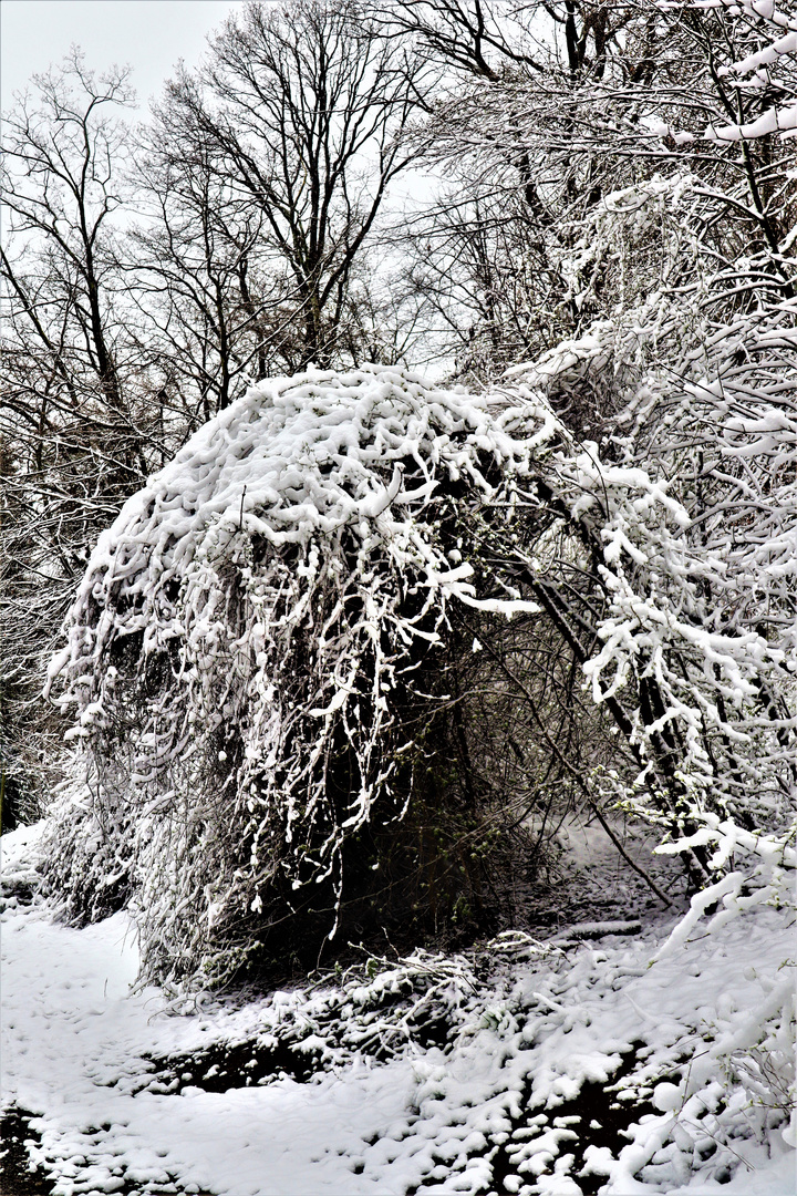 die kurze Rückkehr des  Winter s