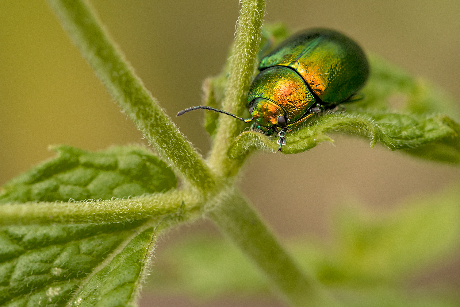 Die Kuschelecke Foto & Bild sommer, natur, insekten Bilder auf
