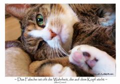 ...die kuscheligste Katze der Welt...