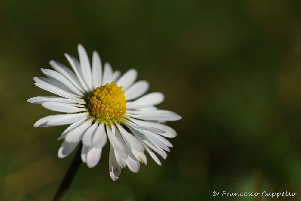 die lachende Blüte