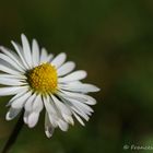 die lachende Blüte