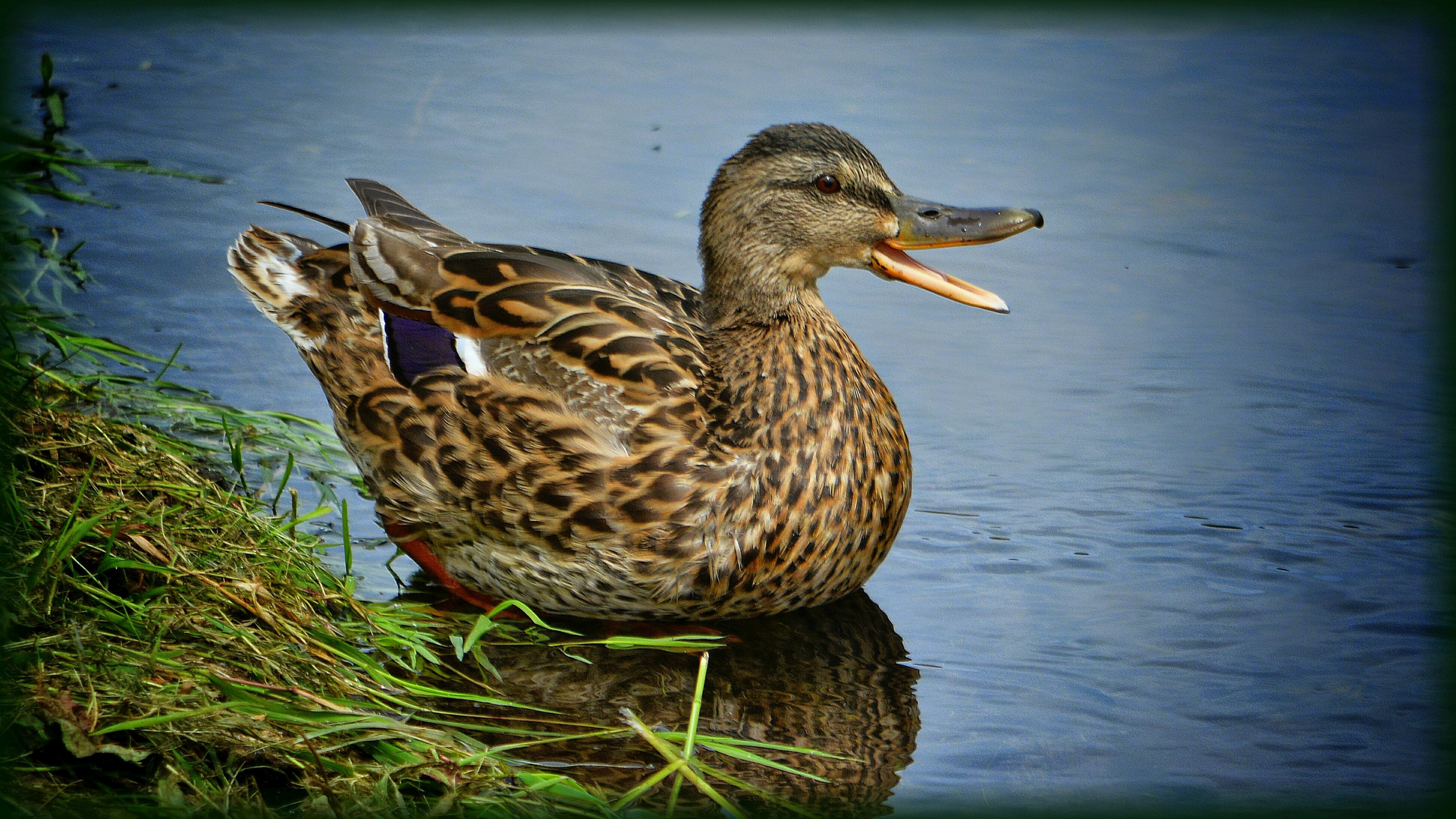 Die lachende Ente