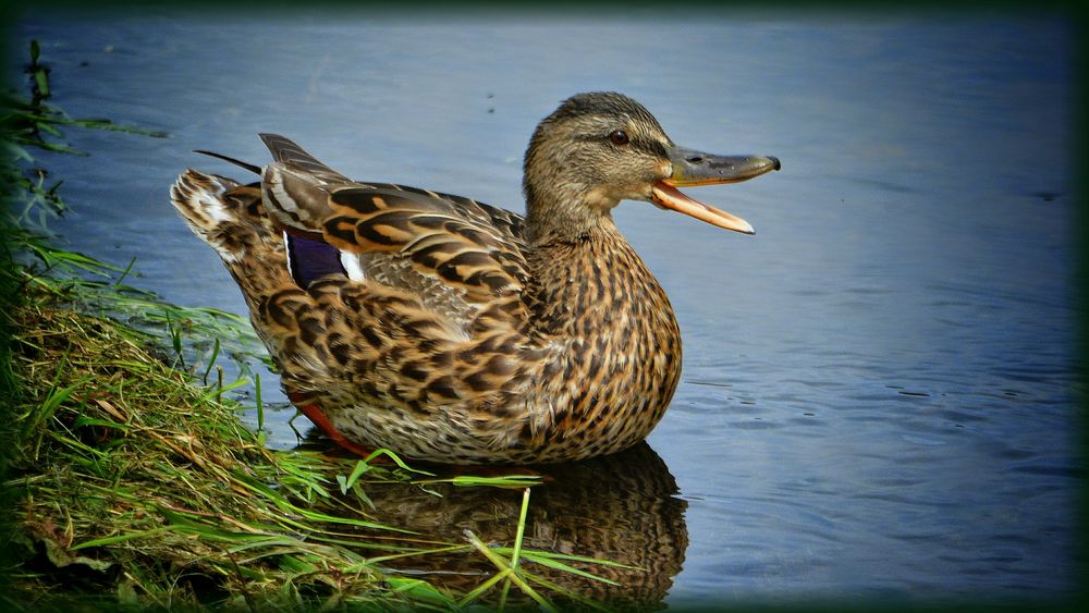 Die lachende Ente Foto &amp; Bild | natur, vogel, tiere Bilder auf ...