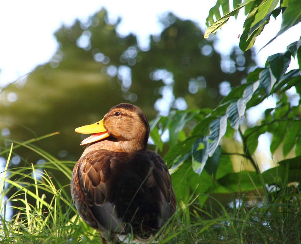 Die lachende Ente im Wörlitzer Park