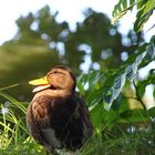 Die lachende Ente im Wörlitzer Park