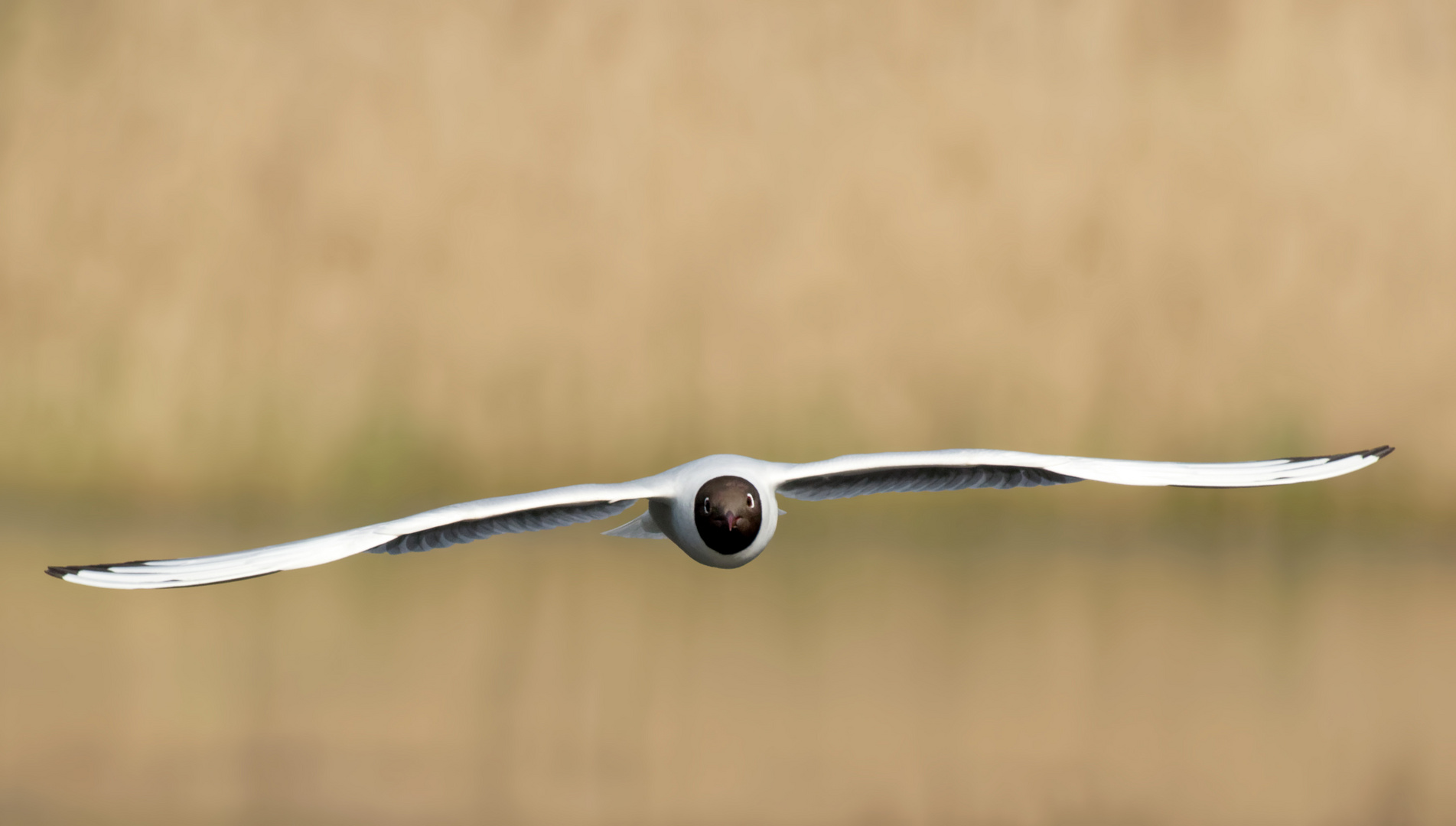 Die lachende Lachmöwe - (Chroicocephalus ridibundus, Syn.: Larus ridibundus) 