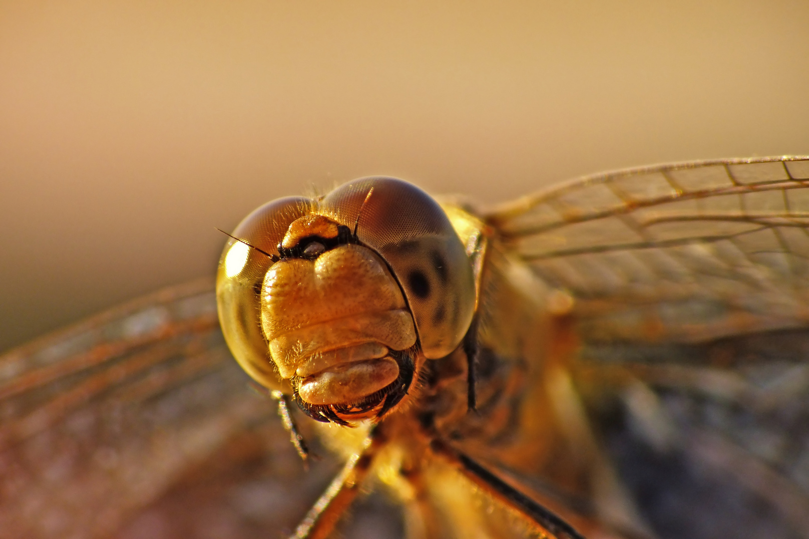 Die "lachende" Libelle