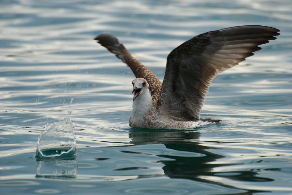 Die lachende Möwe