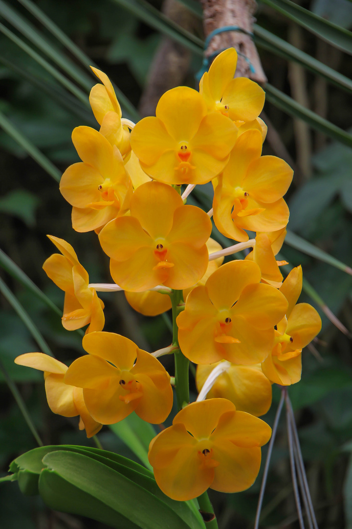 Die lachenden Blüten