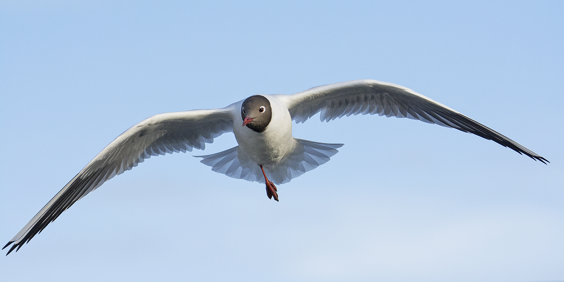 Die Lachmöwe (Chroicocephalus ridibundus) flog . . .