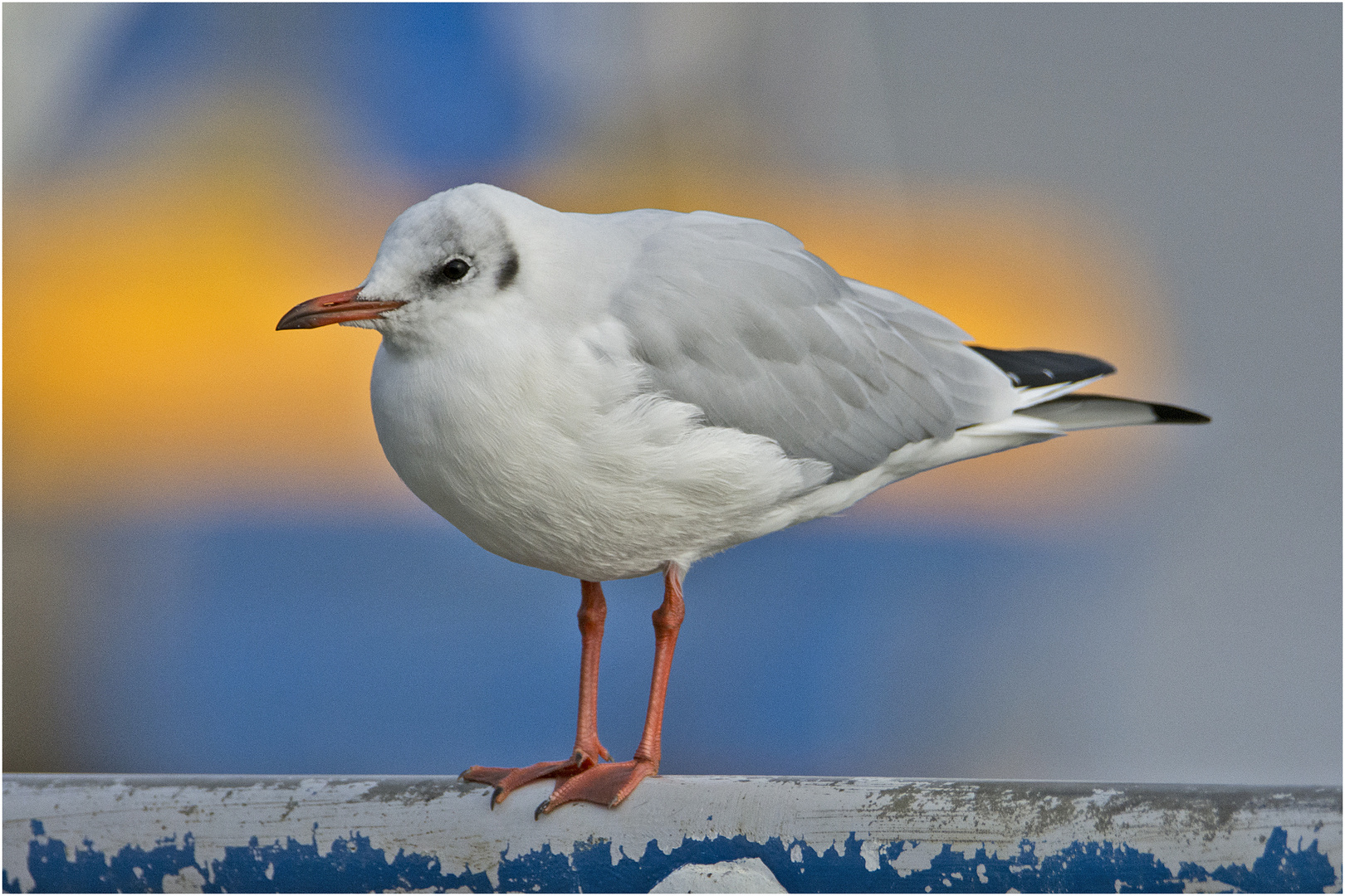 Die Lachmöwe (Chroicocephalus ridibundus) im Schlichtkleid . . .