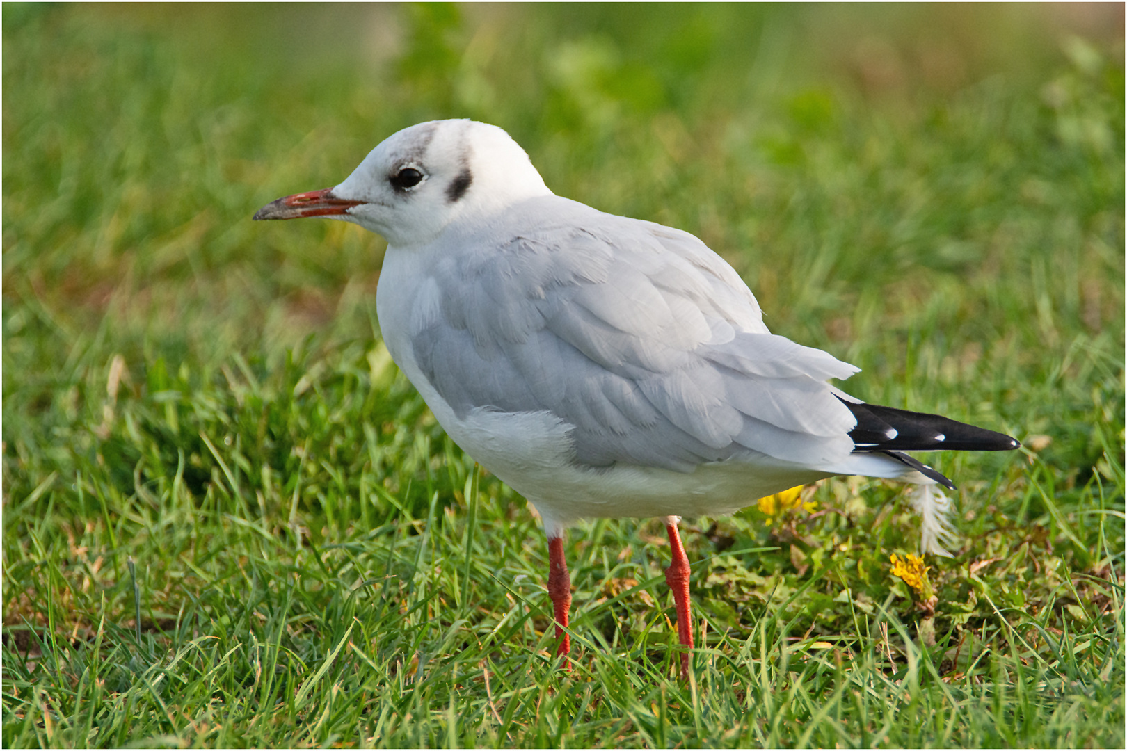 Die Lachmöwe (Chroicocephalus ridibundus, Syn.: Larus ridibundus) . . .