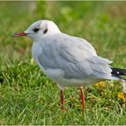 Die Lachmöwe (Chroicocephalus ridibundus, Syn.: Larus ridibundus) . . .