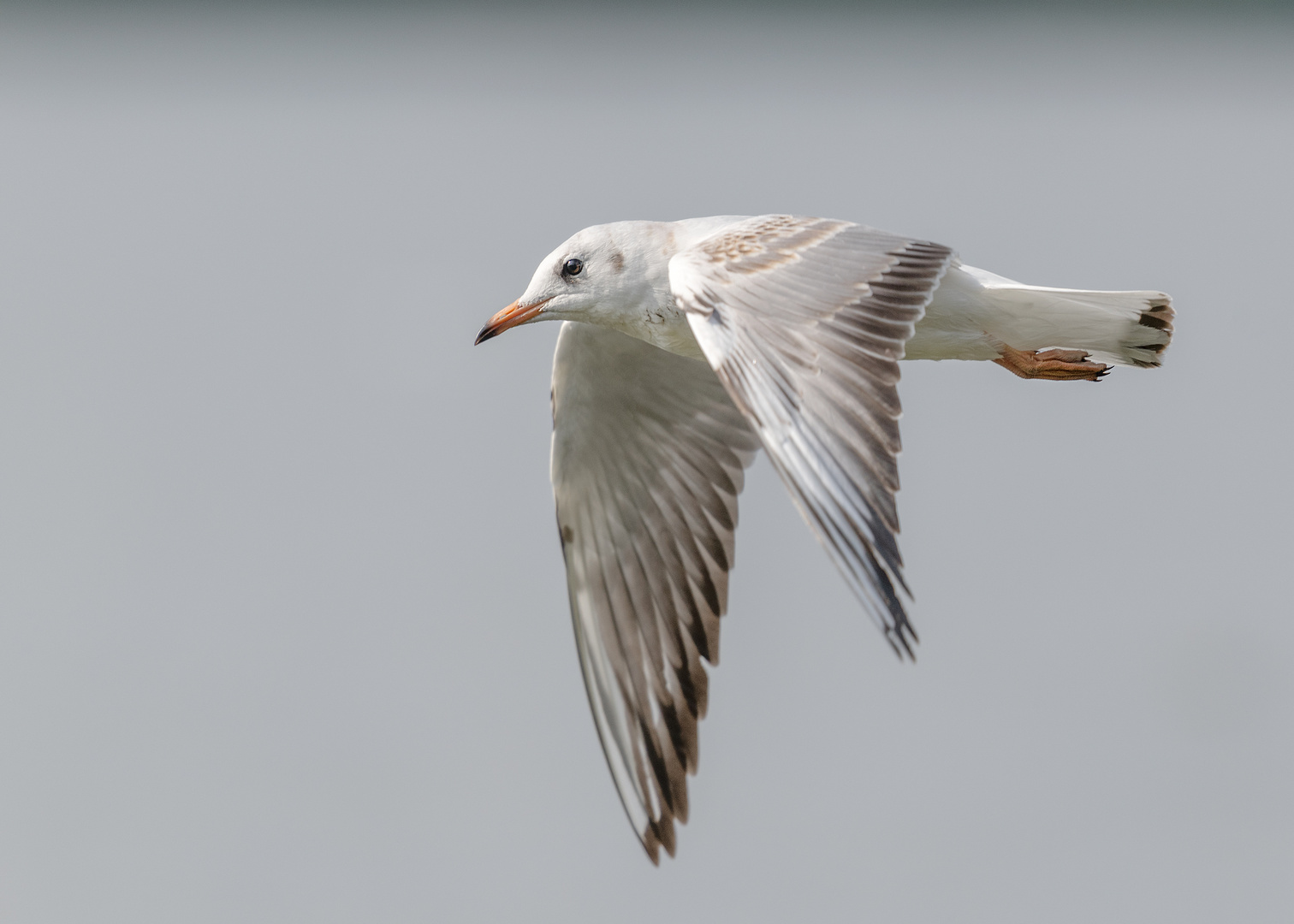 Die Lachmöwe (Chroicocephalus ridibundus, Syn.: Larus ridibundus)