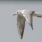 Die Lachmöwe (Chroicocephalus ridibundus, Syn.: Larus ridibundus)