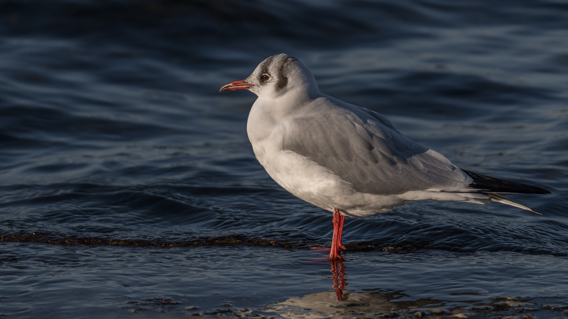 Die Lachmöwe (Chroicocephalus ridibundus, Syn.: Larus ridibundus)