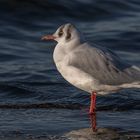 Die Lachmöwe (Chroicocephalus ridibundus, Syn.: Larus ridibundus)