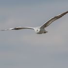 Die Lachmöwe (Chroicocephalus ridibundus, Syn.: Larus ridibundus)