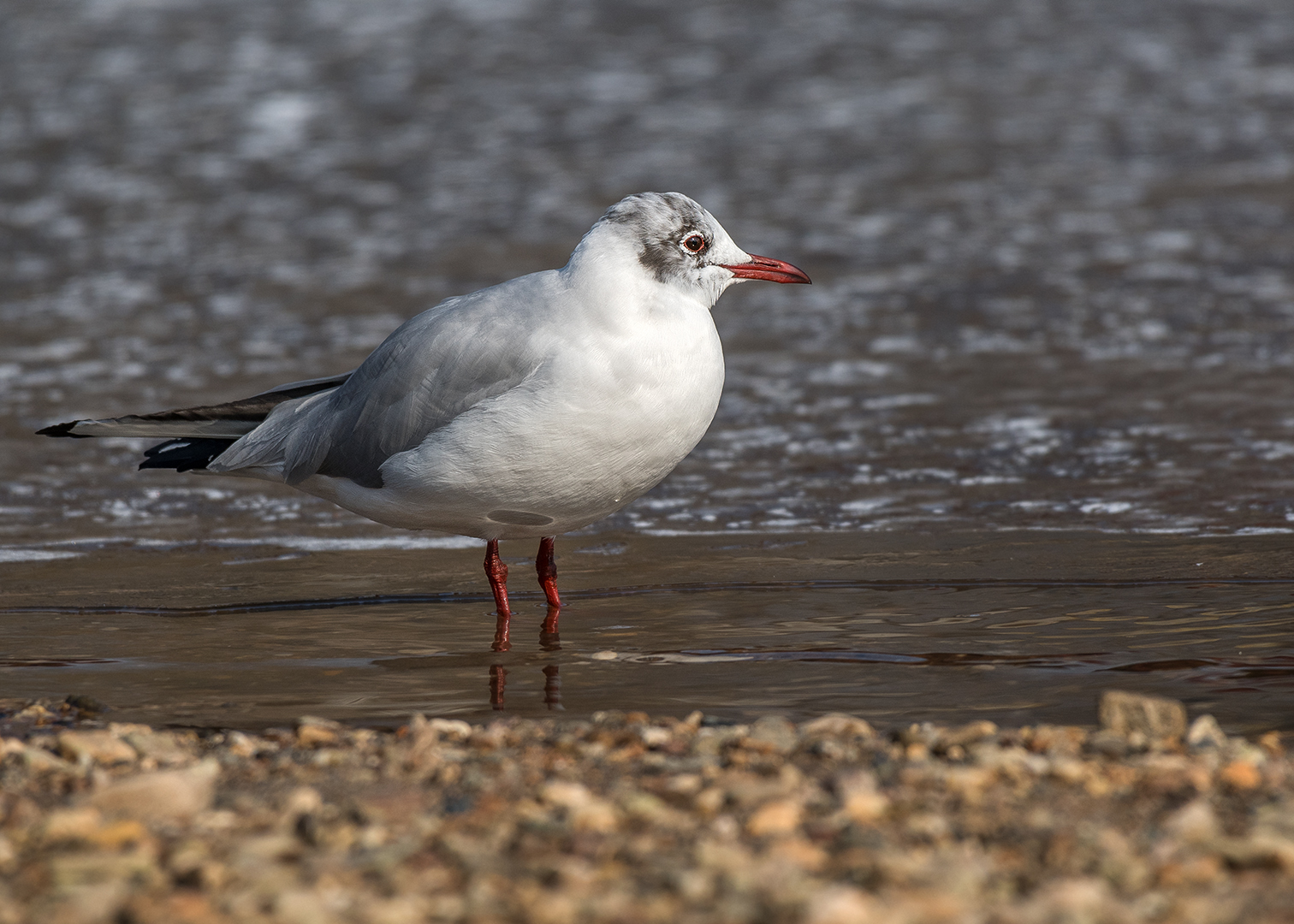 Die Lachmöwe (Chroicocephalus ridibundus, Syn.: Larus ridibundus) 