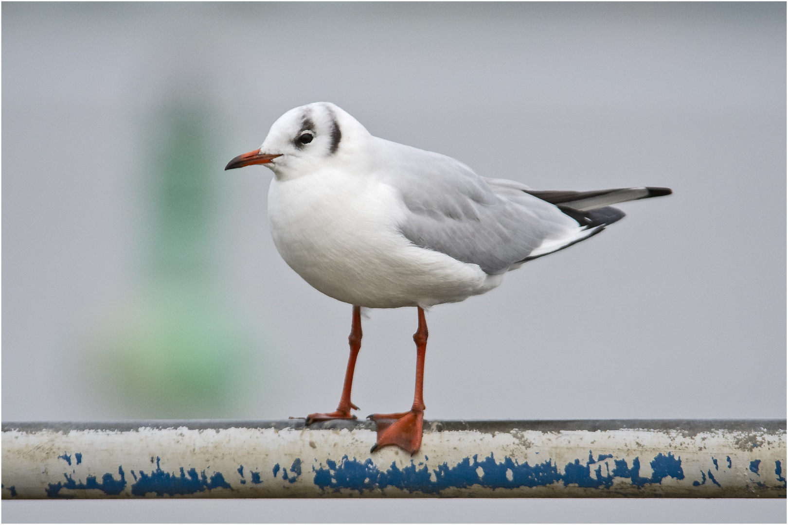 Die Lachmöwe (Chroicocephalus ridibundus, Syn.: Larus ridibundus) . . .