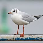 Die Lachmöwe (Chroicocephalus ridibundus, Syn.: Larus ridibundus) . . .