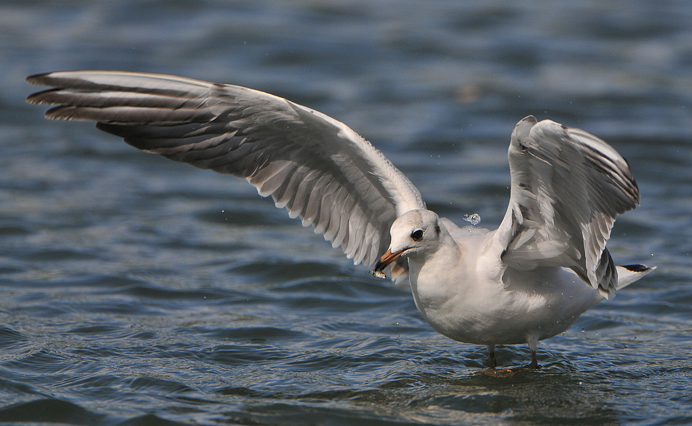 Die Lachmöwe hat Lust auf Fisch. Nach dem Sturzflug ins Wasser hält sie eine Riesenbeute im Schnabel