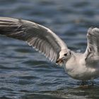 Die Lachmöwe hat Lust auf Fisch. Nach dem Sturzflug ins Wasser hält sie eine Riesenbeute im Schnabel