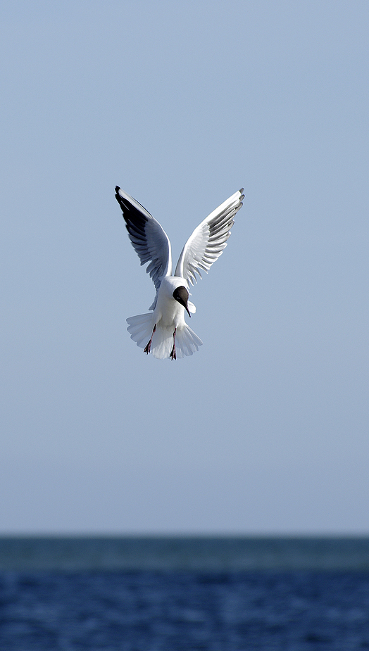 Die Lachmöwe (Larus ridibundus)