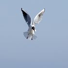 Die Lachmöwe (Larus ridibundus)