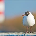 Die Lachmöwe (Larus ridibundus) zeigt sich jetzt . . .