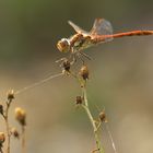 Die lächelnde Heidelibelle im Abendlicht