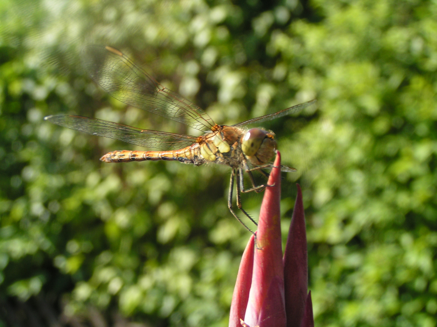 die lächelnde Libelle